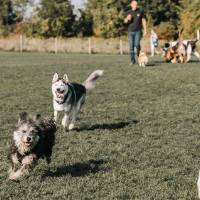 big dog chases little dog at dog park